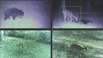 AI for Wildlife Conservation: Camera Traps That Identify Poachers Automatically