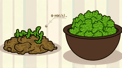 Composting vs. Anaerobic Digestion: Best Ways to Handle Food Scraps