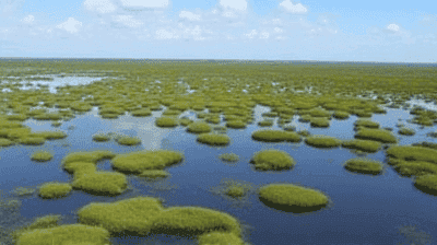 Everglades Under Threat: Can the Largest U.S. Wetland Survive Urbanization?