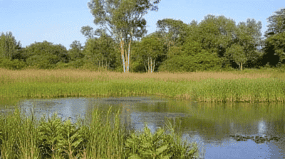 Paludiculture: The Sustainable Farming Practice That Preserves Peatlands