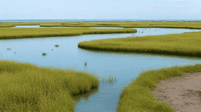 Salt Marsh Revival: How Coastal Wetlands Shield Cities from Rising Seas